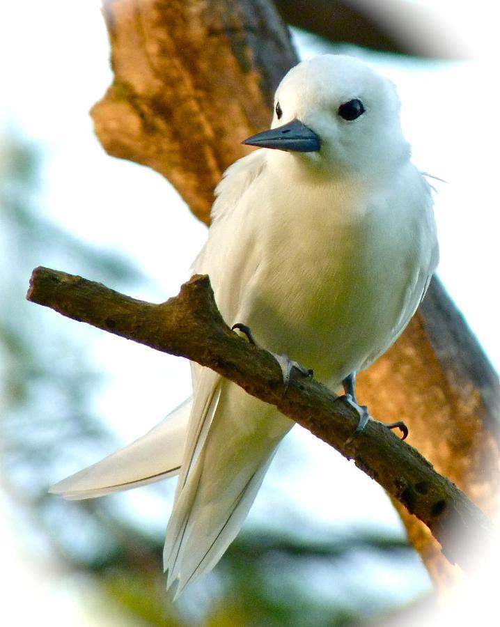 Fairy-Tern Chalets Cerf Island Dış mekan fotoğraf